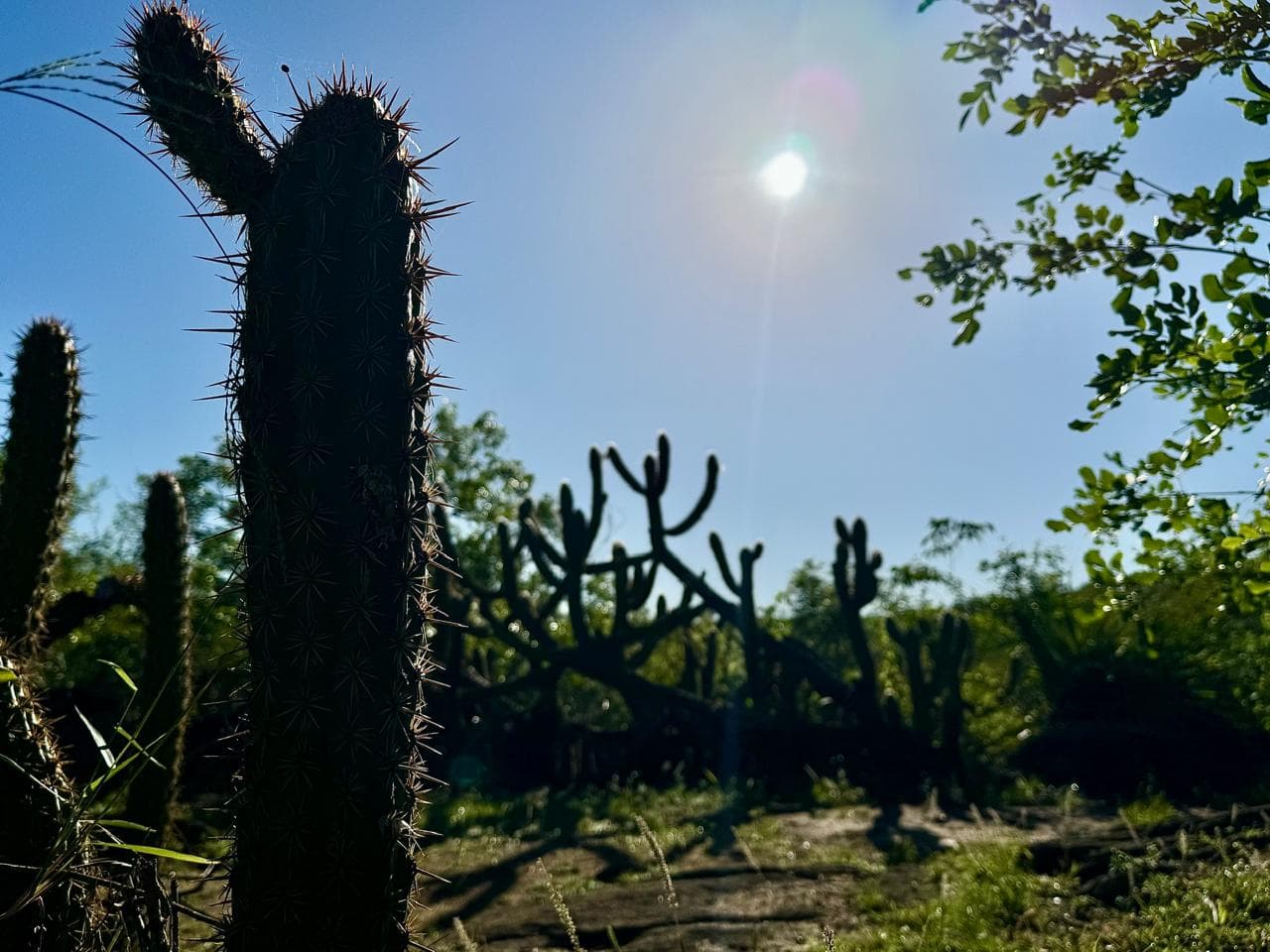 Riquezas da Caatinga: o que poucos vêem 